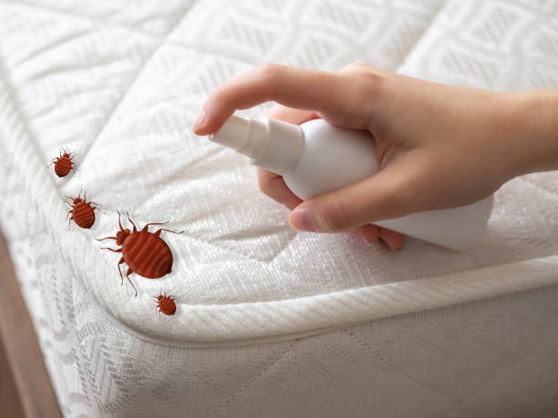 Flea Control Services in Orlando, FL
